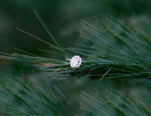 engagement ring detail photo